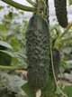Огурец Кассиус, 100 шт - изображение 4