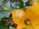 Кулон Тризуб зі шнуром 50 см. Срібло 925°. (АРТ. №142/50) Dadiverin Jewelry - изображение 4