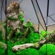 Флораріум із підсвіткою Лісове сяйво 40x48x29 см - зображення 5