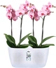 Горшик Elho brussels orchid duo 25х13.4 см Прозорий (313395) - зображення 2