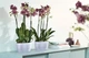 Горшик Elho brussels orchid duo 25х13.4 см Прозорий (313395) - зображення 4