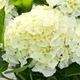 Саджанці Яскрава Гортензія Saxon Bright White контейнер 0.5 л (58733) - зображення 2