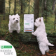 Сухий корм для собак Nature's Protection Superior Care White Dogs Grain Free Adult Small and Mini Breeds з лососем 10 кг (4771317458353) - зображення 3