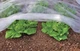 Агроволокно Bradas 50 г/м² зимнее 1.1 х 5 м Белое (AWW5011005) - изображение 3
