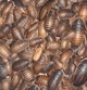 Аргентинські таргани ( Blaptica Dubia ) - Живі кормові комахи для рептилій, птахів, їжаків, комахоїдних тварин 2-3 см 100 шт. - зображення 4