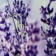 Кухонный фартук Скинали Лаванда виниловая самоклеющаяся пленка наклейка на кухню на стену Фиолетовый 60х200 см - изображение 9