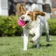 Игрушка мяч Lesko DT1149 Pink D:6,0 см жевательный резиновый для собак - изображение 2