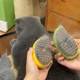 Щетка масажная паровая для животных с функцией влажного вычесывания - изображение 2