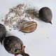 Павловния войлочная семена (50 шт) (Paulownia tomentosa) медонос морозостойкая быстроростущая - изображение 2