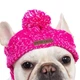 Шапка для собак и кошек "Beauty" Pink Size L - зображення 3