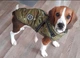 Зимняя куртка для собак Derby Fashion Sports D76 Army Green, 3XL - изображение 5