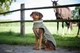 Попона дощовик для такс Wolters Modern Classic Оливковий 36 см - зображення 4