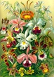 Пазл: GOOD LOOT Ernst Haeckel Orchid 1000 эл. (5908305247531) - изображение 5