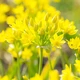 Аллиум Moly Florium - зображення 2