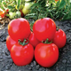 Семена Томат Асвон F1 20сем Kitano Seeds - изображение 2