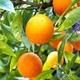 Саженцы апельсина Вашингтон Навел (Citrus sinensis Washington navel) - ранний, холодостойкий - изображение 3