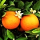 Саженцы апельсина Ванил Сангуино (Citrus Vainiglia Sanguigno) - ранний, комнатный, скороплодный - изображение 2
