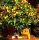 Саженцы кумквата Японика Маруми (Fortunella japonica Marumi) - изображение 3