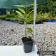 Саженцы Каштана cъедобного (Castanea sativa) - изображение 2