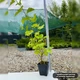 Саженцы Пузыреплодника калинолистного Лютеус (Physocarpus opulifolius Luteus) Р9 - изображение 2