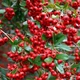 Саженцы Пираканты Ред Колумн (Pyracantha coccinea Red Column) Р9 - изображение 1