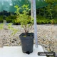 Саджанці Перстач кущовий Белла Сол (Potentilla fruticosa Bella Sol) Р9 - зображення 3