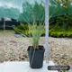 Саженцы Овсяницы Сизой (Festuca cinerea) Р9 - изображение 3