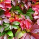 Саженцы Девичьего винограда пятилепестковый (Parthenocissus) Р9 - изображение 1