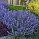 Саженцы Котовника Фассени Пурсиан Блю (Nepeta faassenii Pursian Blue) Р9 - изображение 4