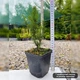 Саженцы Тиса среднего Хикси (Taxus media Hicksii) Р9 - изображение 3