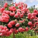 Саджанці плетистої троянди Розаріум Ютерзен (Rose Rosarium Uetersen) - зображення 1