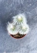 Суккулент Еспостоя шерстиста (Espostoa lanata) D5 см - изображение 2