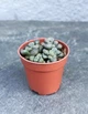 Суккулент Алоинопсис Шунеса (Aloinopsis Schooneesii) D5 см - изображение 1