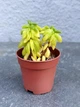 Суккулент Пеперомия Аксиларис (Peperomia Axillaris) D5 см - изображение 1