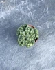 Суккулент Цереус перуанский (Cereus peruvianus monstruosus) D5 см - изображение 2