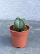 Суккулент Астрофитум крапчатый Nudum (Astrophytum myriostigma Nudum) D5 см - изображение 1
