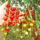 Семена Томат Свит 100 коктейль, 25 шт (Солнечный март) - изображение 2