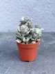 Сукулент Каланхое ромбовидно-волосисте (Kalanchoe rhombopilosa) D5 см - зображення 1