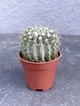 Суккулент Нотокактус Буининга (Notocactus buningii) D5 см - изображение 1