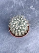 Суккулент Нотокактус Буининга (Notocactus buningii) D5 см - изображение 2