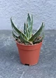 Сукулент Агава нитконосна (Agave filifera) D5 см - зображення 1