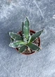 Сукулент Агава нитконосна (Agave filifera) D5 см - зображення 2
