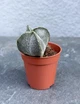 Суккулент Астрофитум крапчатый (Astrophytum myriostigma) D5 см - изображение 1