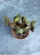Суккулент Молочай треугольный (Euphorbia trigona) D5 см - изображение 2