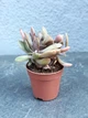 Суккулент Граптоверия 'Фред Айвс' кретата (Graptoveria 'Fred Ives' f. cristata) D5 см - изображение 1