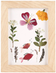 Ramka na kwiatki Kikkerland Huckleberry Pressed Flower Frame (0612615113244) - obraz 1