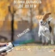 Отпугиватель собак ультразвуковой Ultrasonic Dog Repeller PU70 8669 с фонариком Black - изображение 4