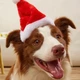 Шапка новогодняя для собак и кошек "SANTA" 19 см 13 см - изображение 4