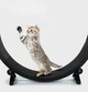 Беговое колесо для котов CutePet R01 XXL для средних и крупных пород кошек Цвет Черный - изображение 5