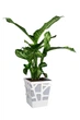 Вазон Idel Flowerbox квадратний коричневий/білий 17см (740026) - изображение 5